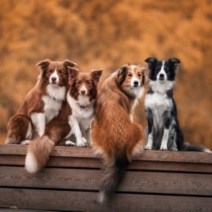 Diferentes tipos de razas de perro