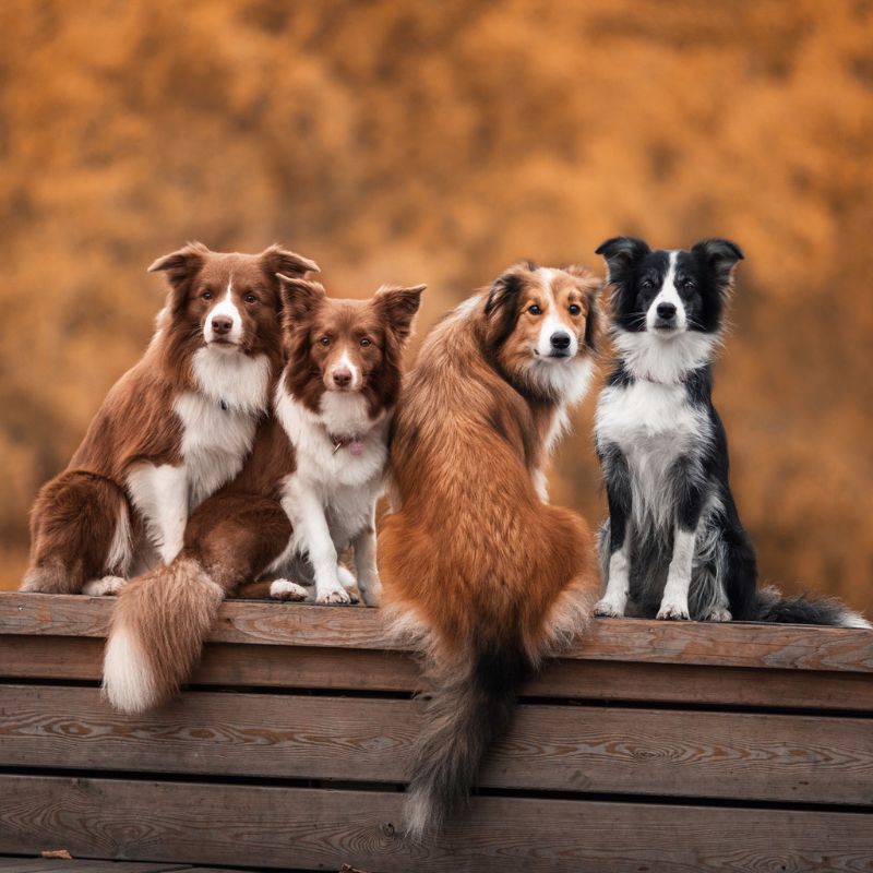 Accesorios para perros de todas la razas Galguita Amelie