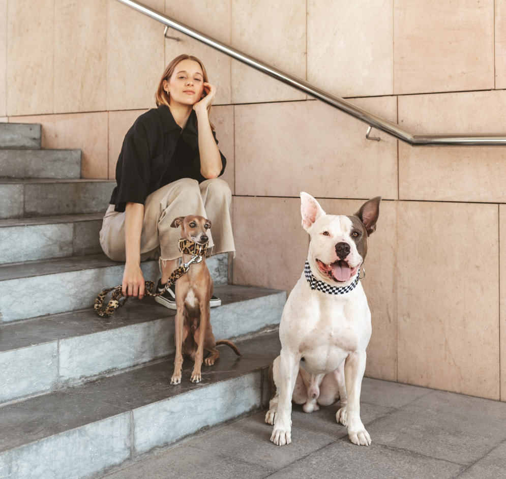 Galguita Amelie Collares y correas para perros