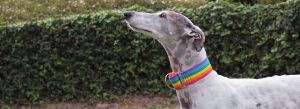 Galguita Amelie Collar Colección Love is Love