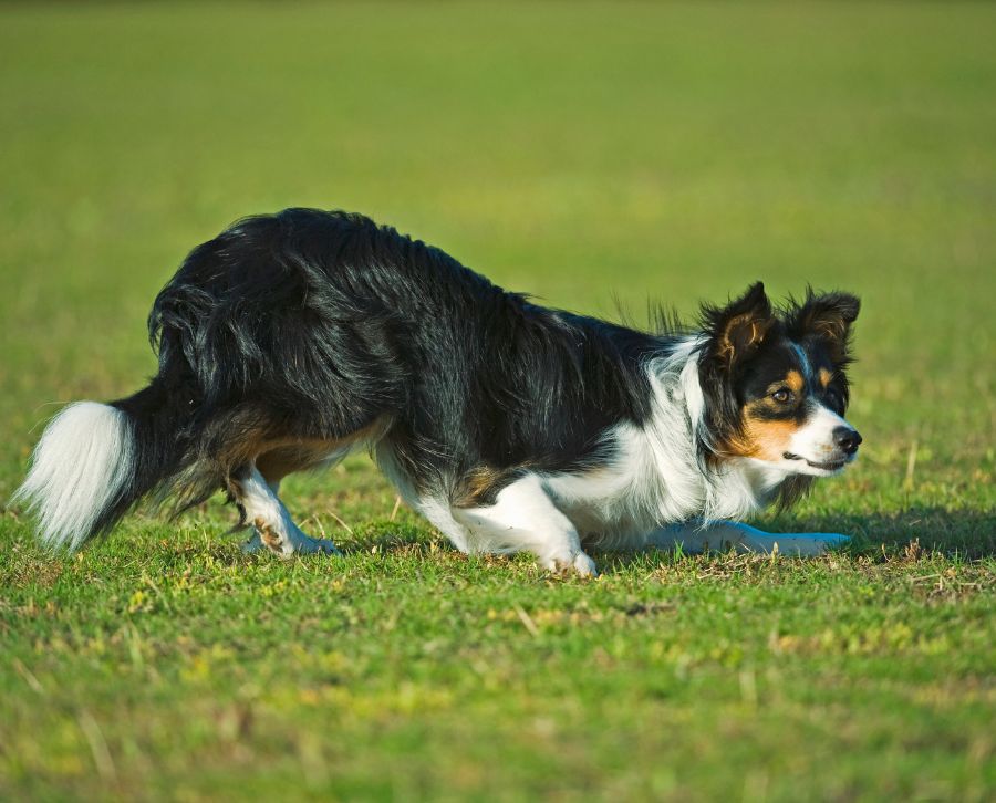 Borderl Collie