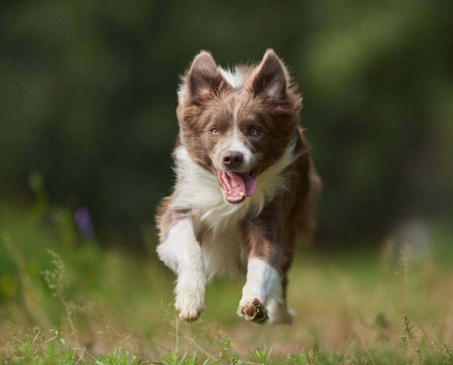 Border Collie