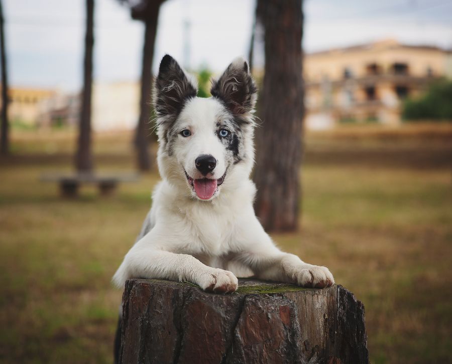 Border Collie 