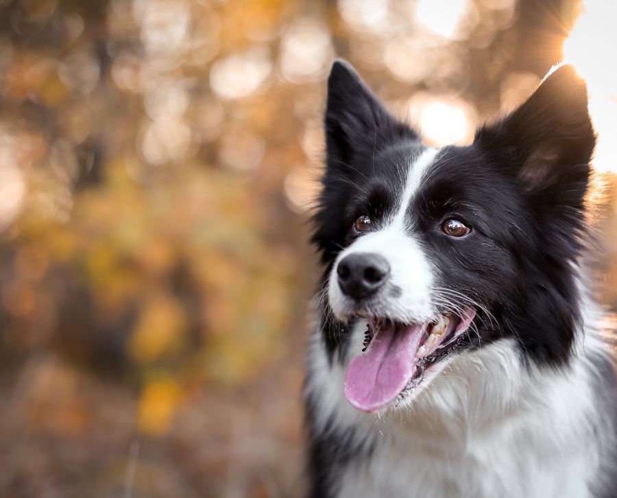 Borderl Collie