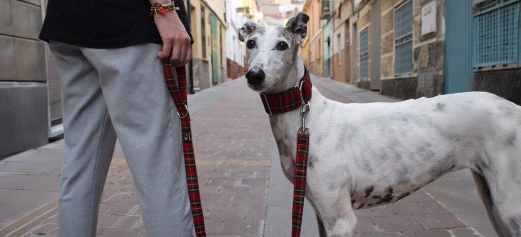 Collares para perros