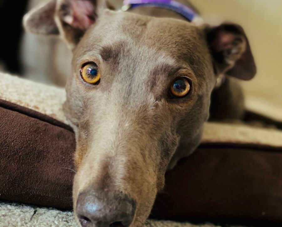 higiene del galgo