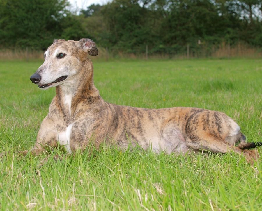 higiene del galgo