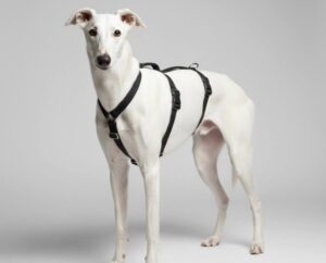 arnes de seguridad para galgos