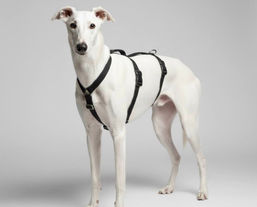 arnes de seguridad para galgos