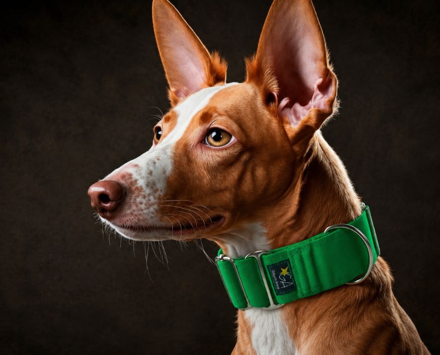 Collares Martingale Galguita Amelie